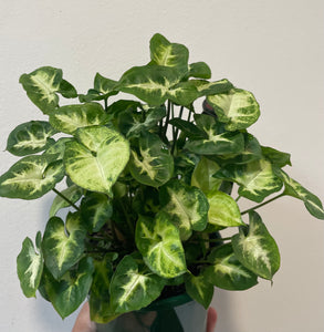 Syngonium mini butterfly in 13cm pot