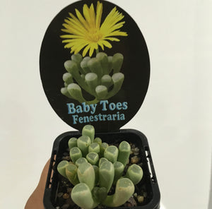 Baby toes fenestraria in 7cm pot