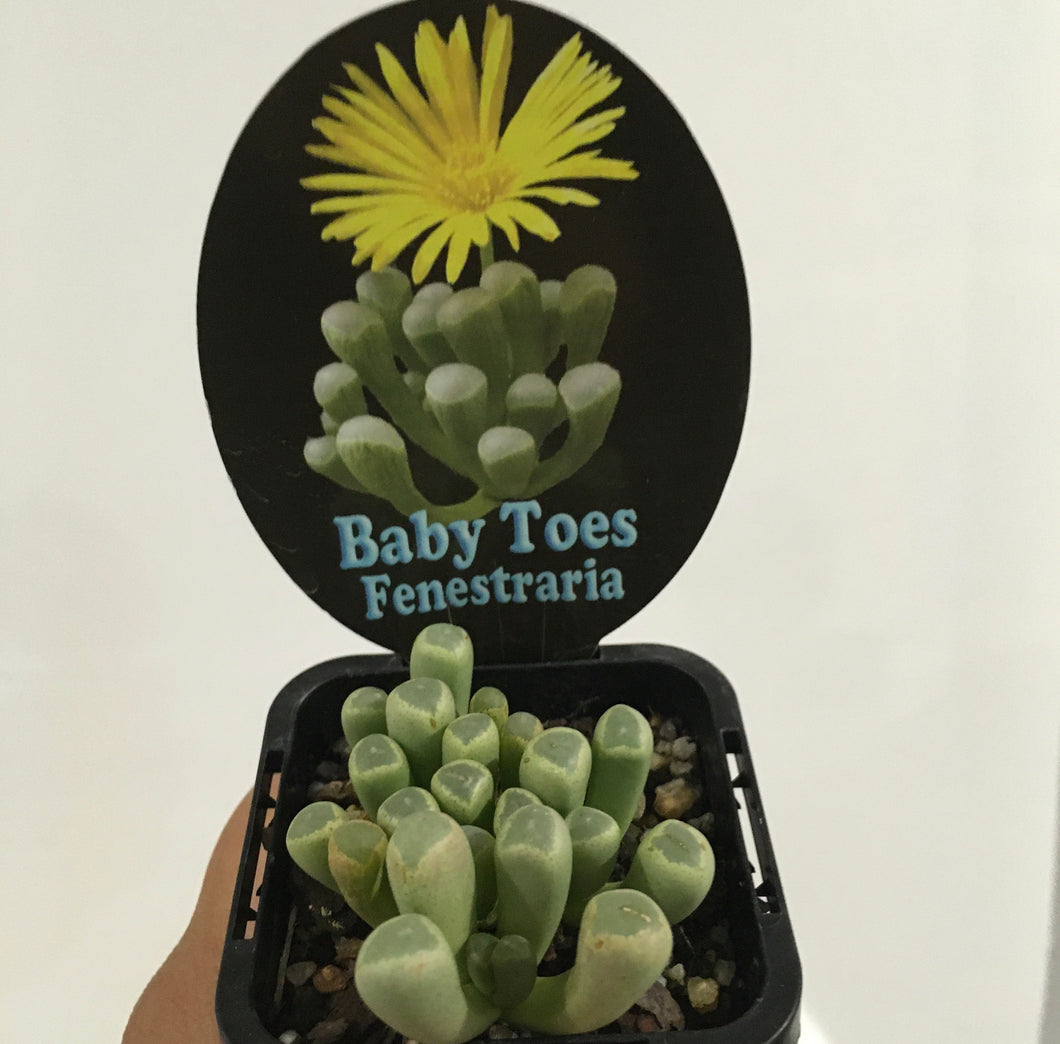 Baby toes fenestraria in 7cm pot