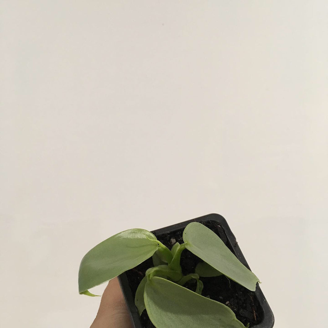 Philodendron Silver Sword in 7cm