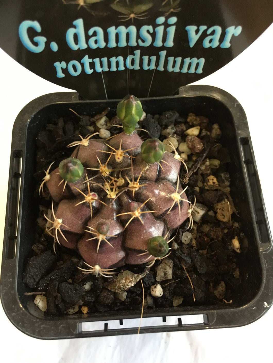 G. Damsii var rotundulum in 7cm pot