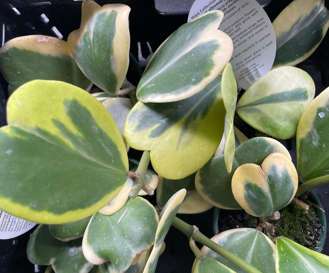 Hoya Kerii Variegated in 10cm pot