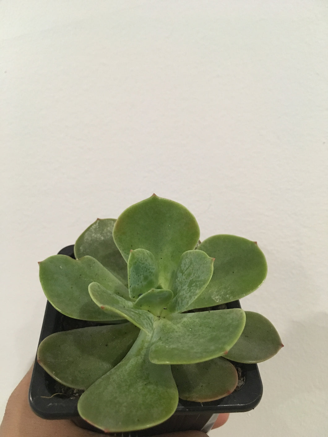 Echeveria Imbricata in 7.5cm pot