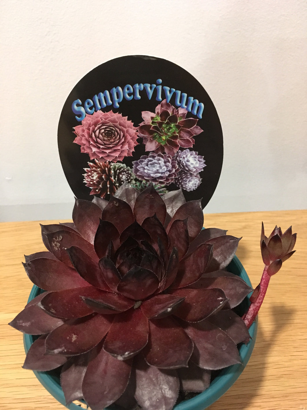 Sempervivum House Leeks in 13cm pot