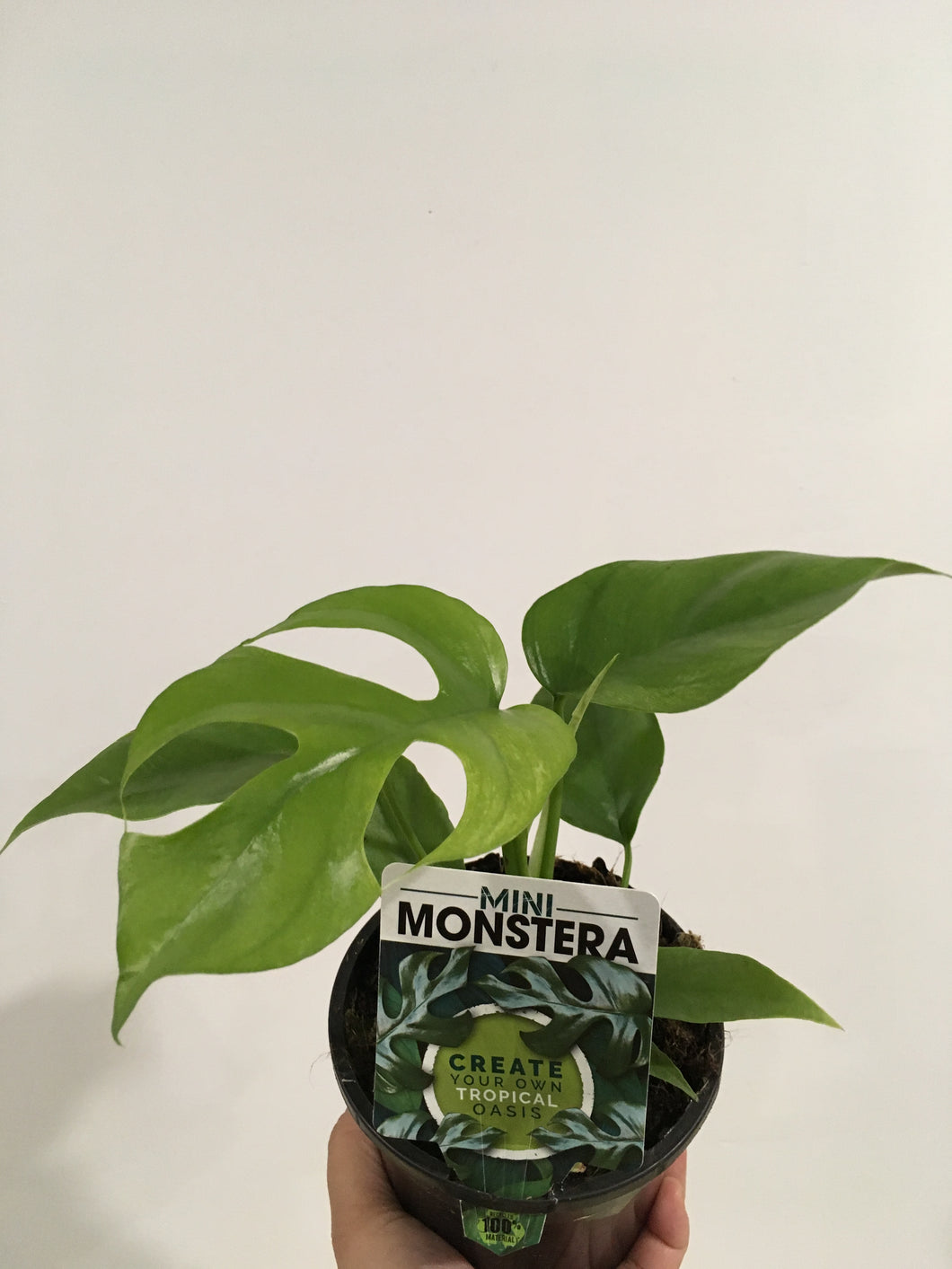 Raphidophora Tetrasperma in 13cm pot