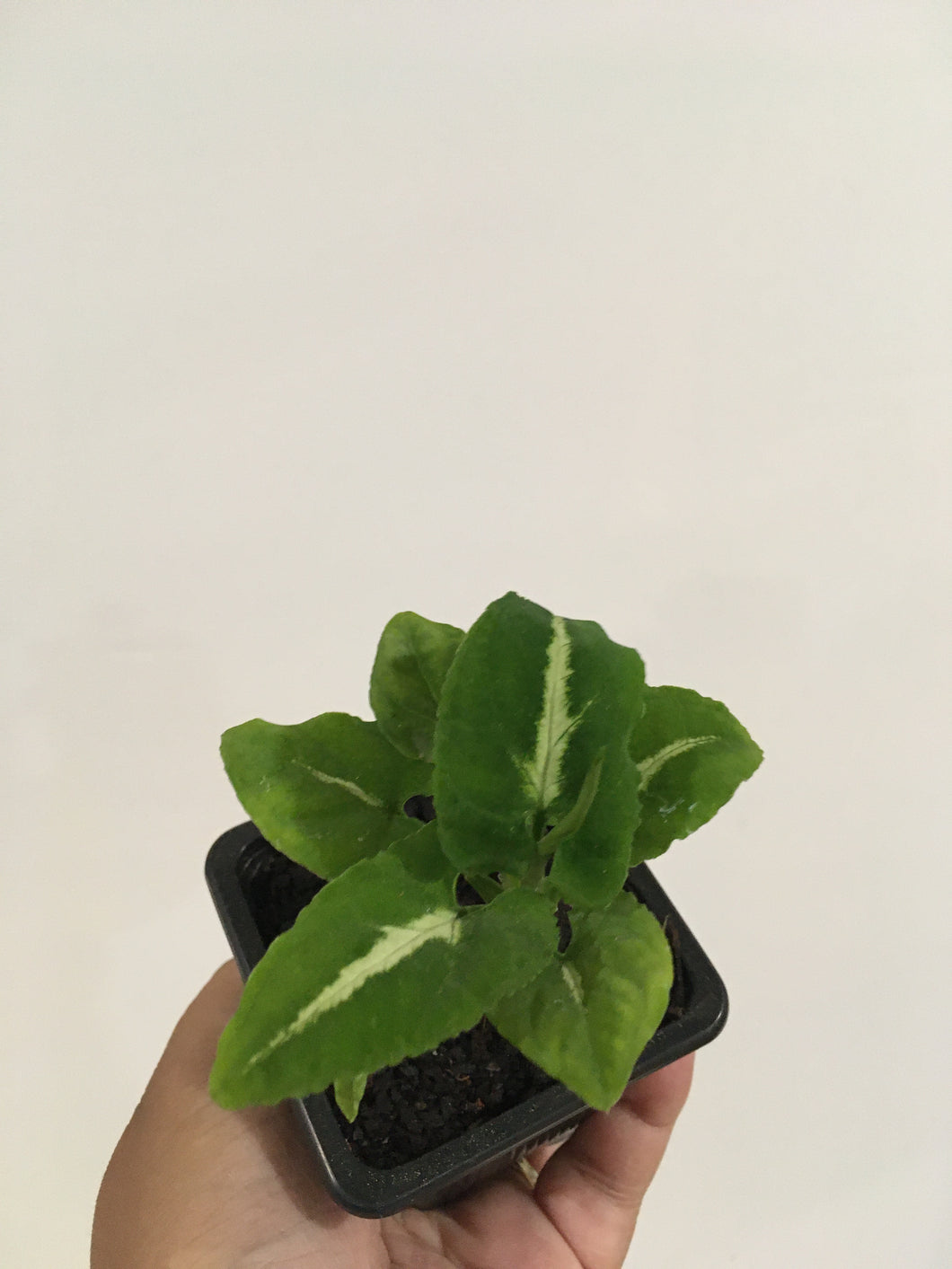 Syngonium Green Velvet in 7.5cm pot