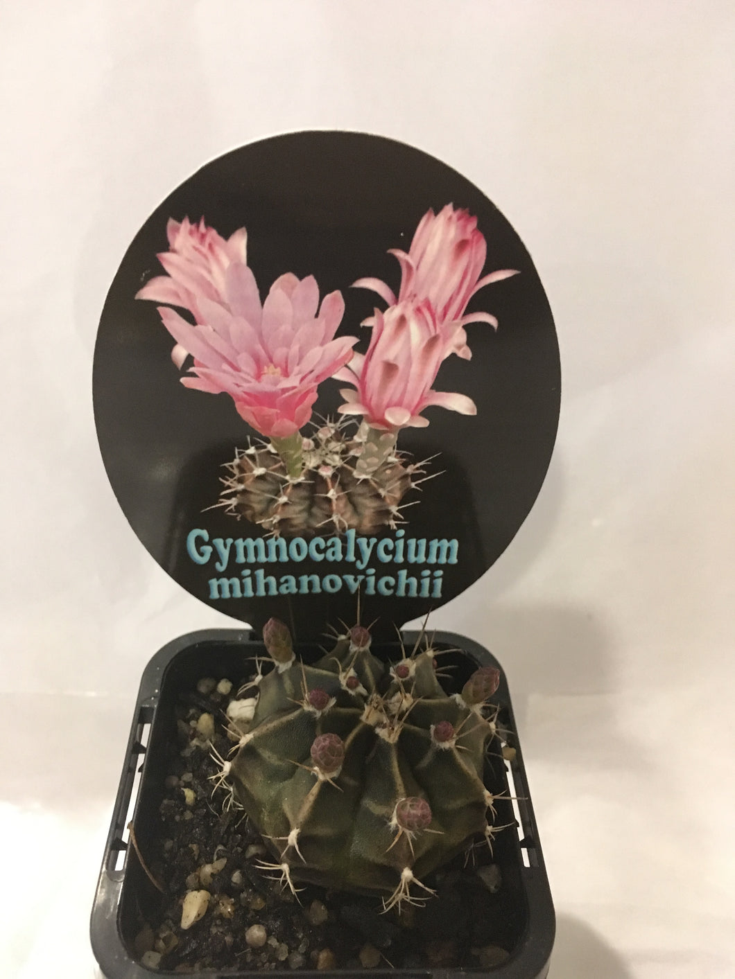 Gymnocalycium mihanovichii in 7cm pot