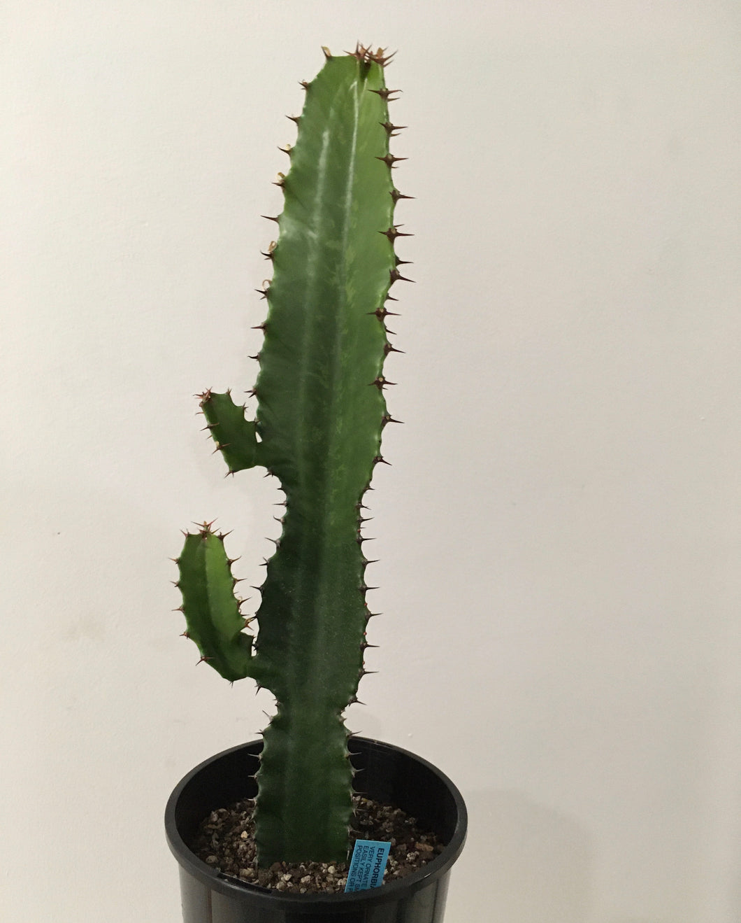 Euphorbia eritrea in 15cm pot