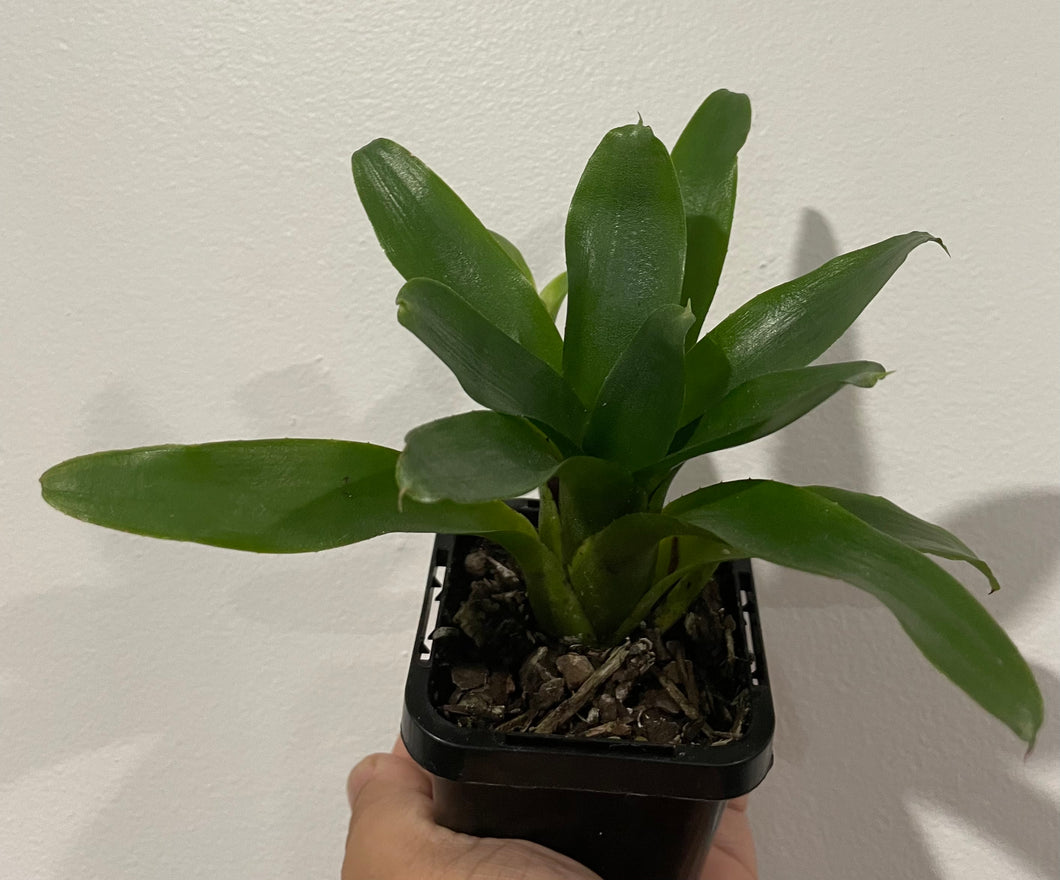 Bromeliad in 7cm pot