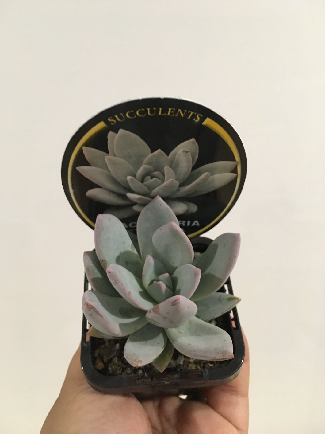 Pachyveria Exotica in 7cm pot