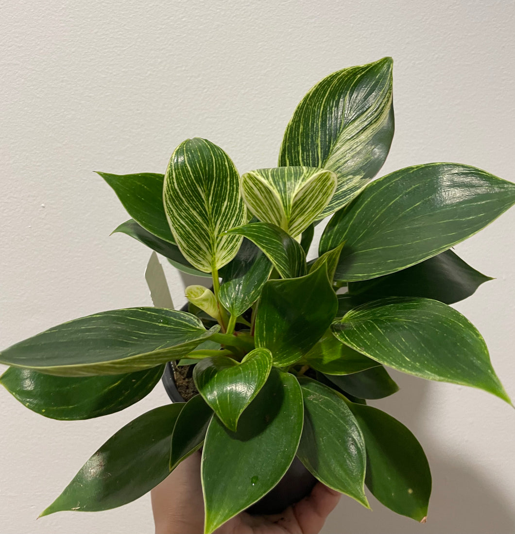 Philodendron Birkin in 12cm pot