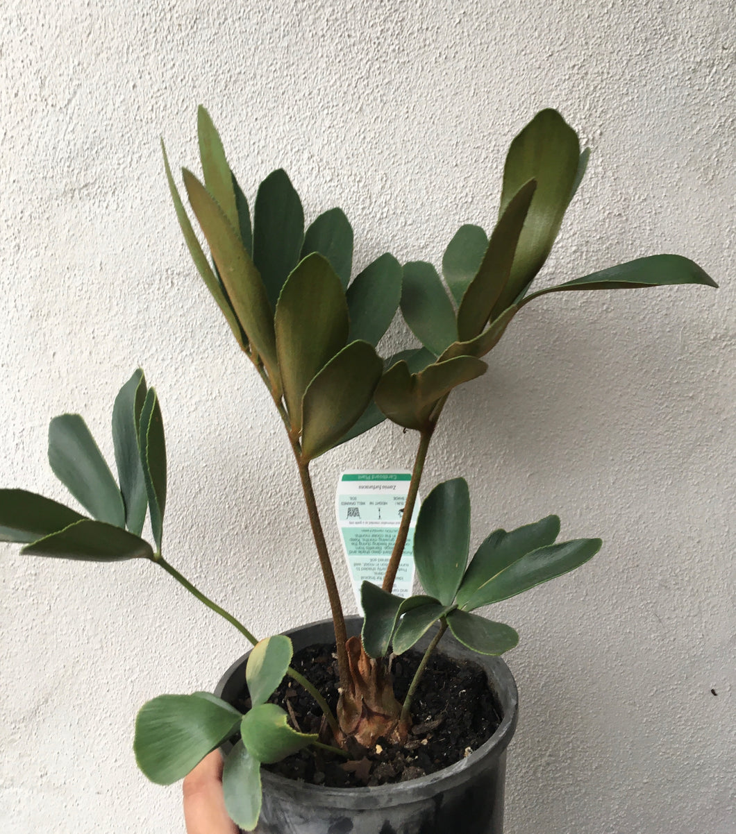Zamia furfuracea or cardboard plant in 15cm pot