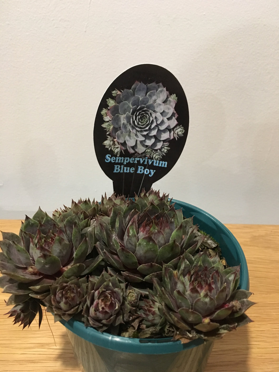 Sempervivum Blue Boy in 13cm pot