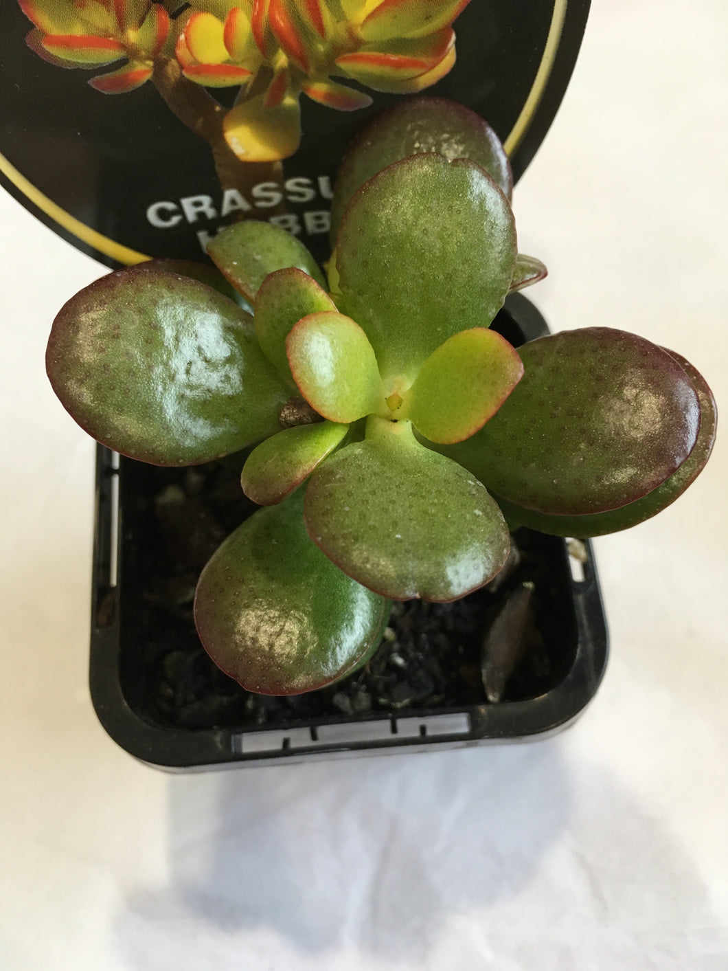 Crassula hobbit in 7cm pot