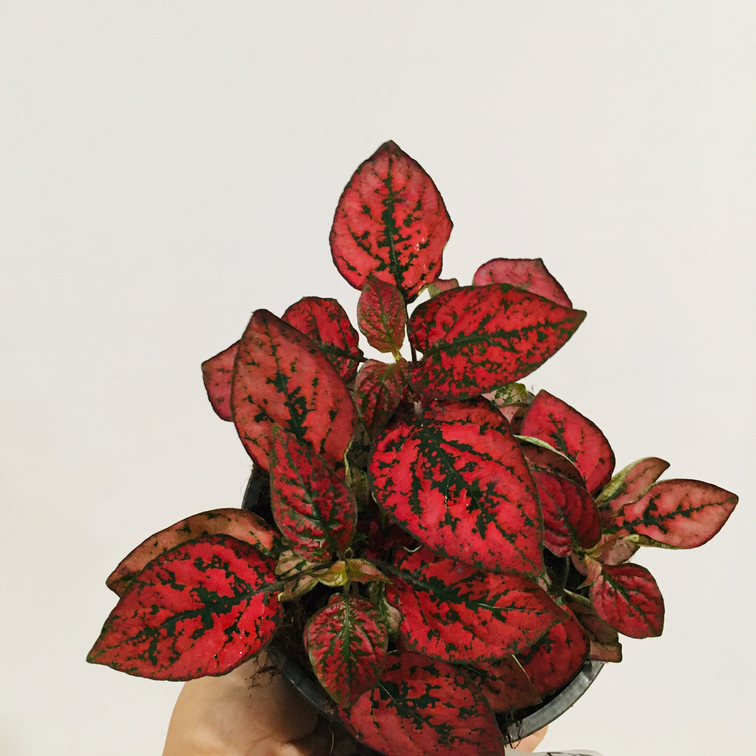 Clearance - Hypoestes Red Splash in 13cm pot