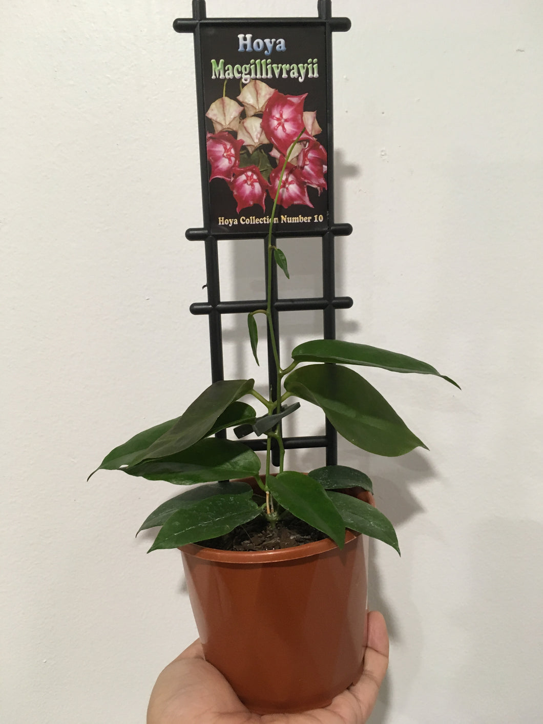 Hoya macgillivrayii in 10cm pot