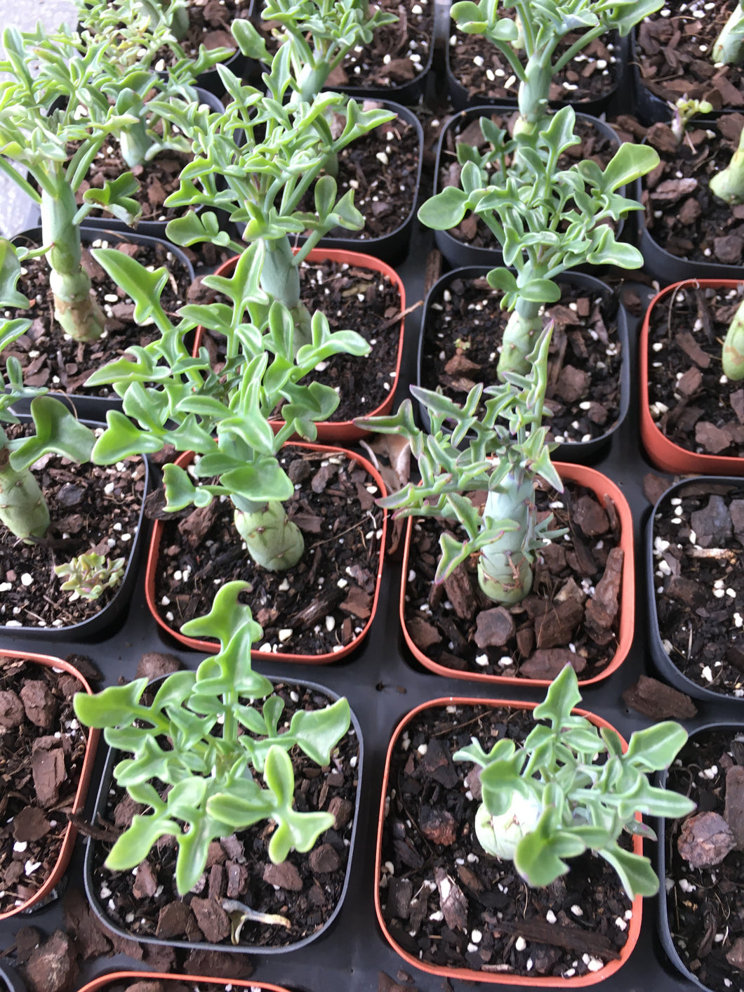 Senecio articulatus in 7cm