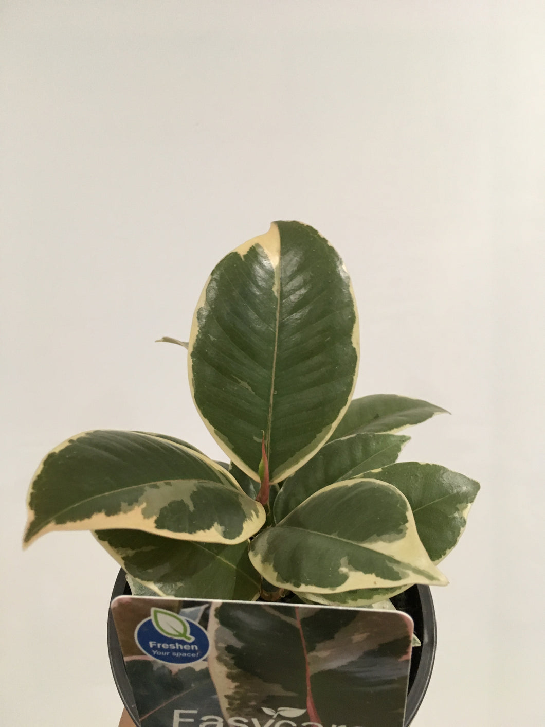 Ficus Elastica Tineke in 13cm pot