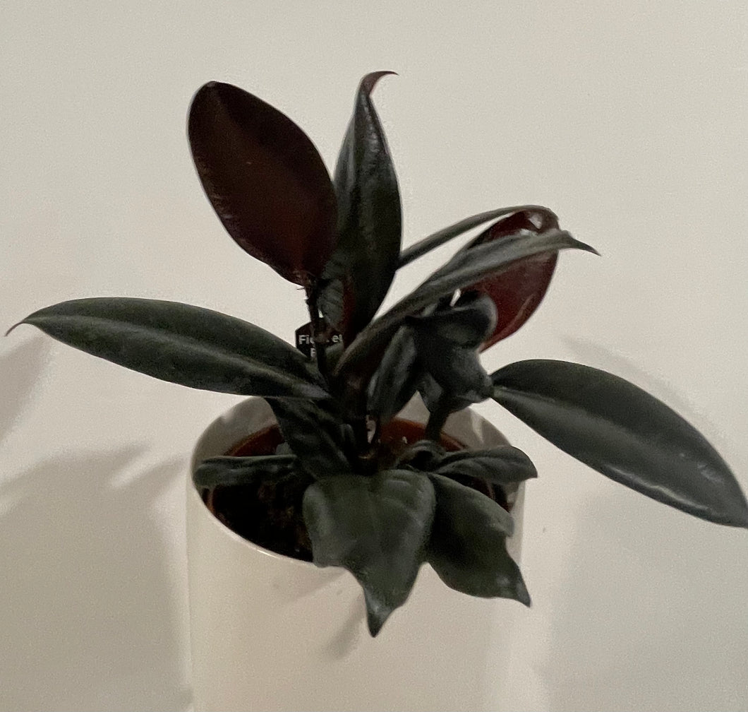 Ficus burgundy in 12cm pot