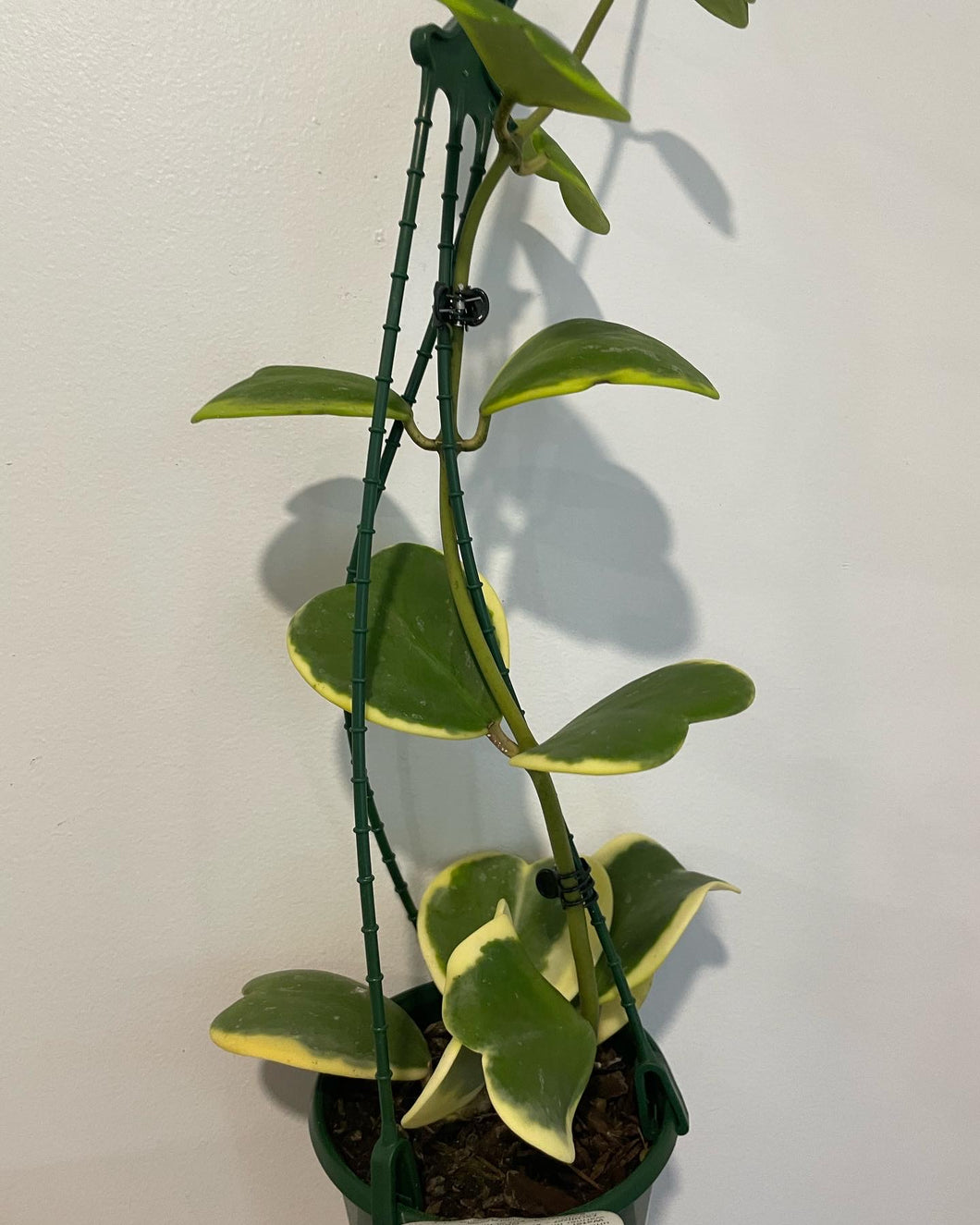 Variegated Hoya Kerrii in 13cm nursery pot
