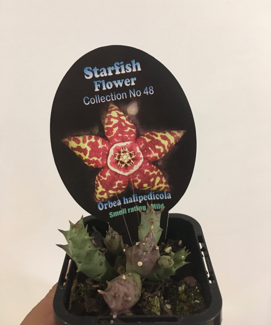 Orbea halipedicola in 7cm pot