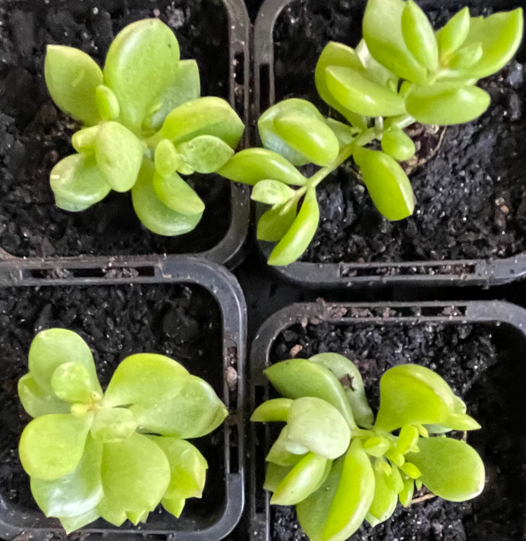 Cotyledon pendens in 7cm pot