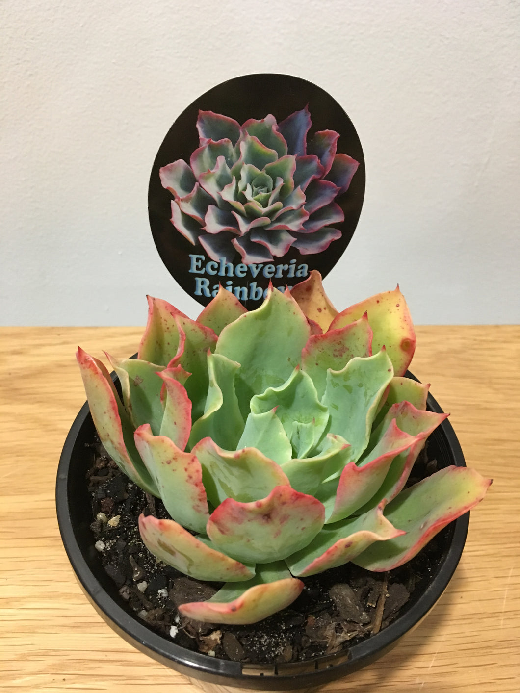 Echeveria Rainbow in 12cm pot