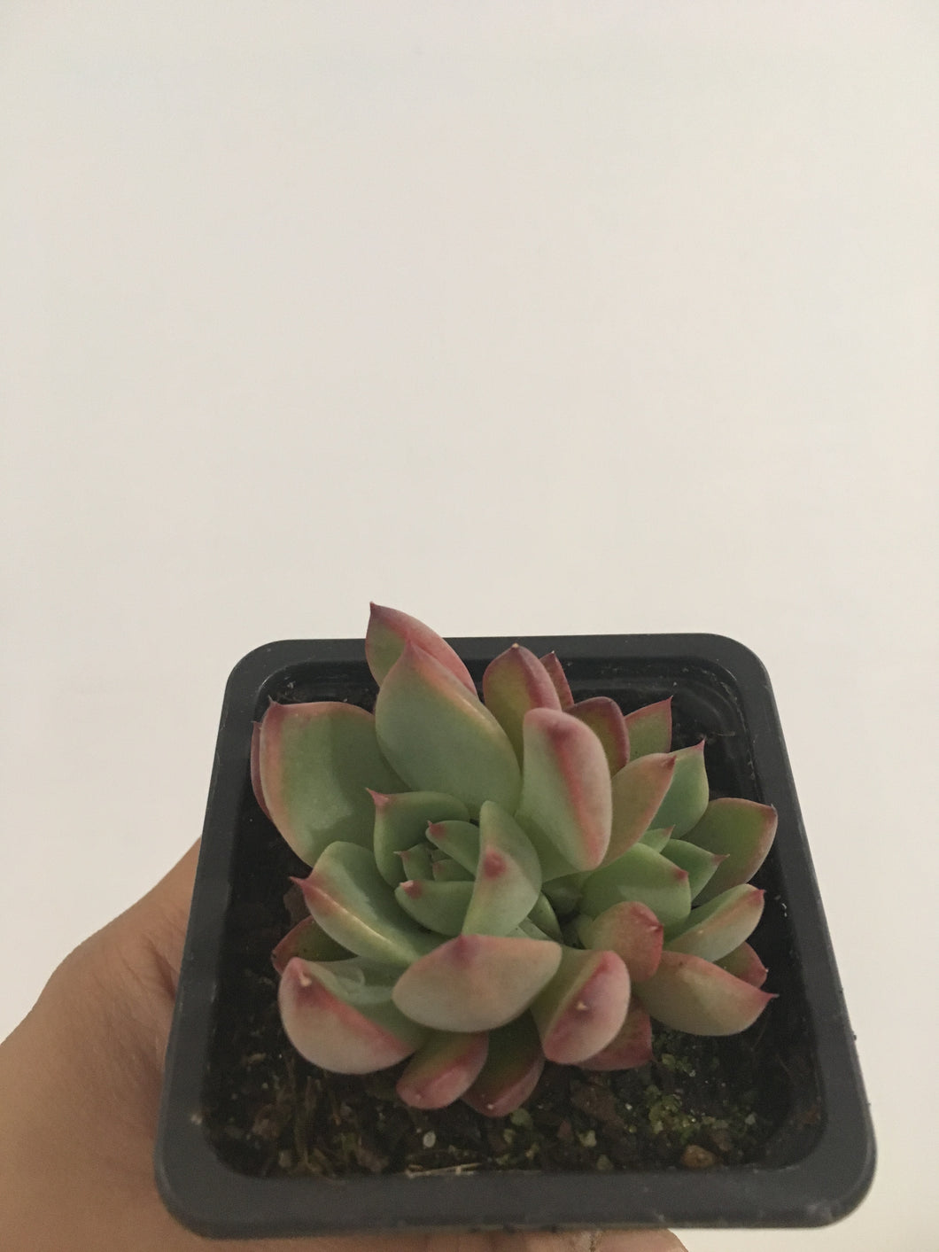 Echeveria Colorata in 7.5cm pot