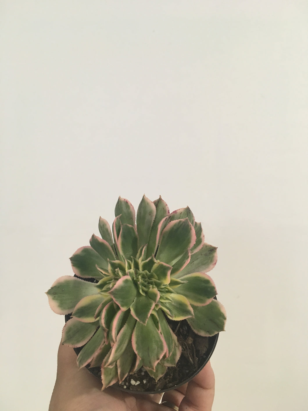 Aeonium Sunburst Cristata (crested) in 9cm pot