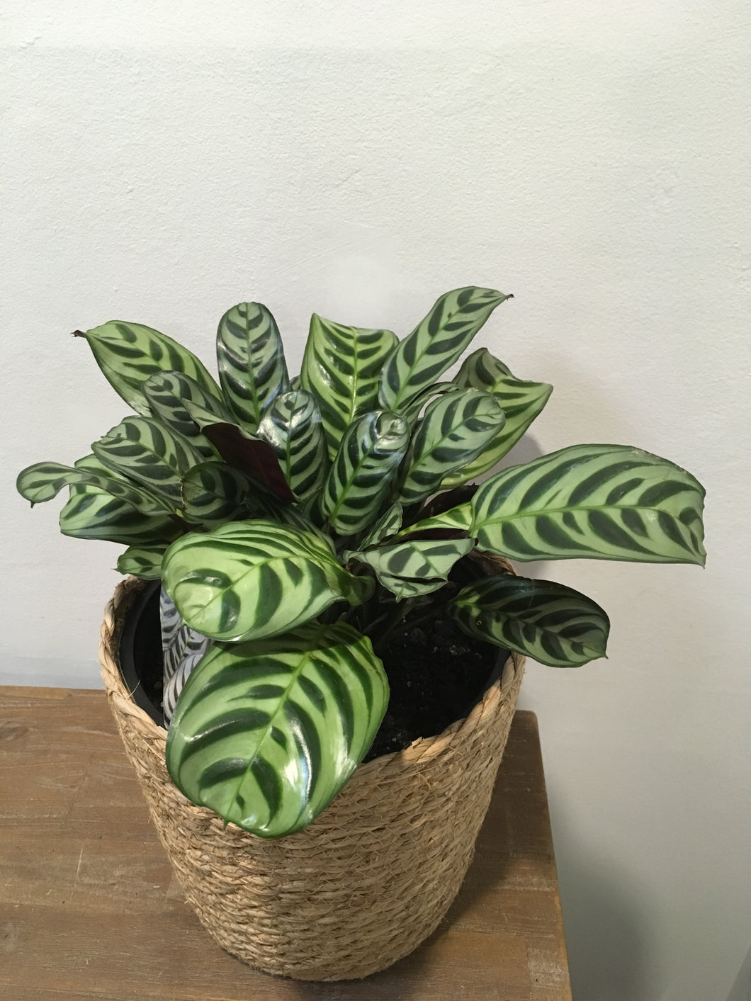 Calathea Burle Marx in 20cm nursery pot