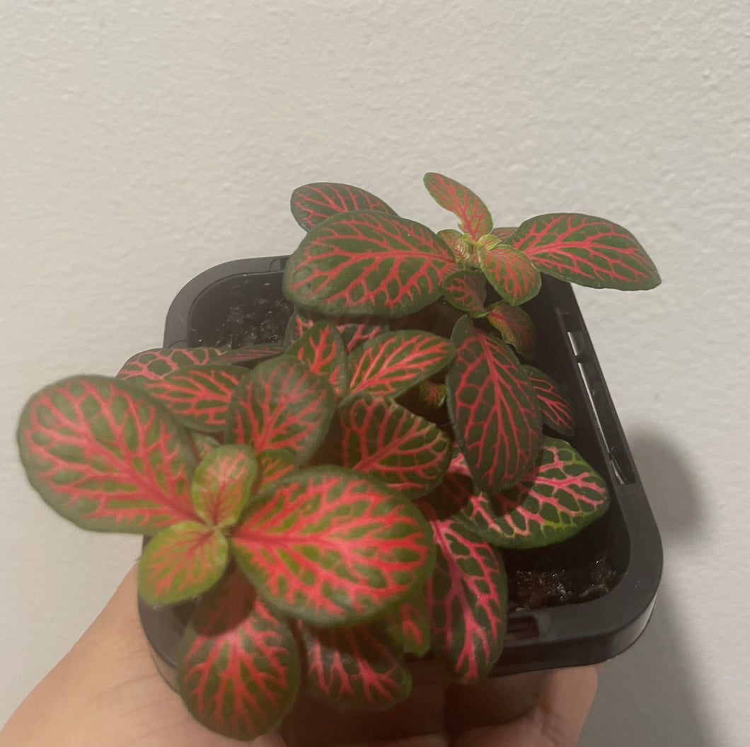 Fittonia red in 7cm pot