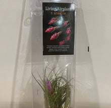 Load image into Gallery viewer, Air Plants
