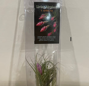 Air Plants