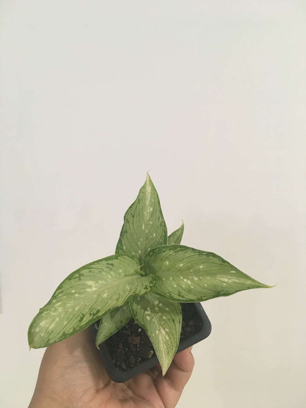 Dieffenbachia Tropical Tikii in 7.5cm pot