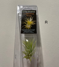 Load image into Gallery viewer, Air Plants
