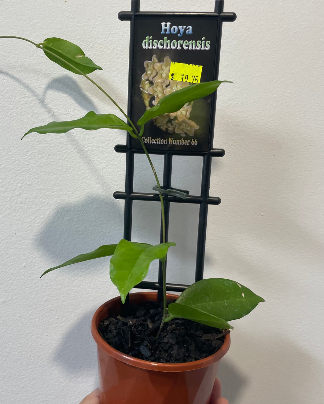 Hoya dischorensis in 10cm pot