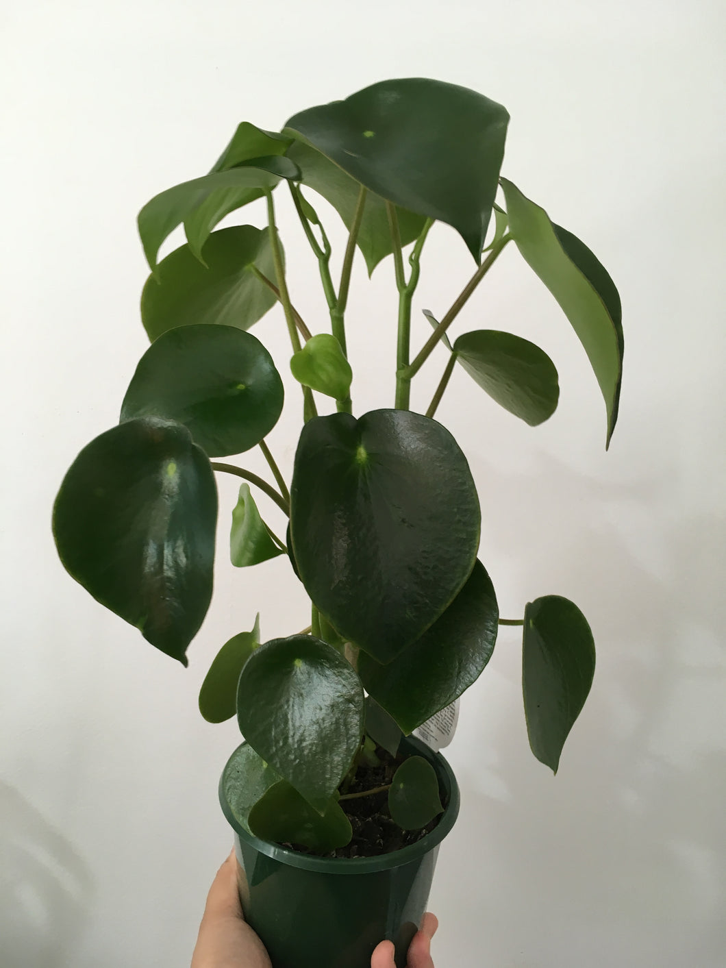 Peperomia polybotrya in 13cm nursery pot