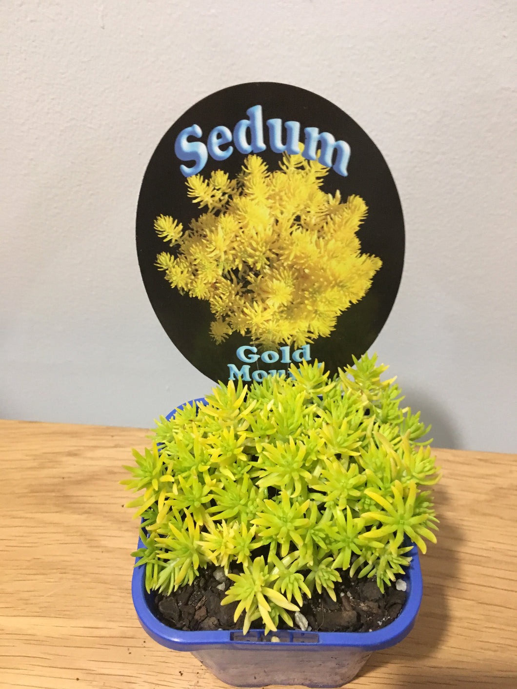 Sedum Gold Mound in 10cm pot