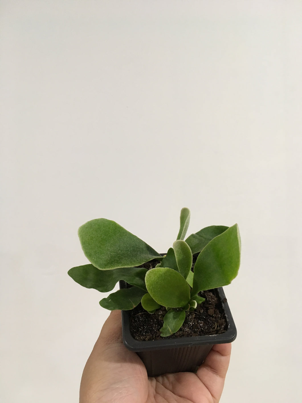 Elk Fern in 7.5 cm pot