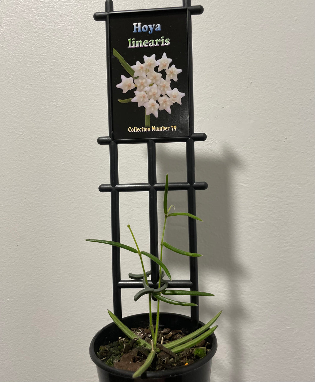 Hoya linearis in 8cm pot