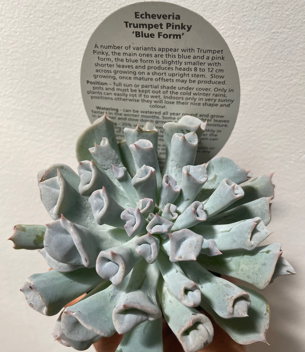 Echeveria trumpet pinky blue form in 7cm pot