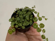 Load image into Gallery viewer, String of turtles in 7cm pot
