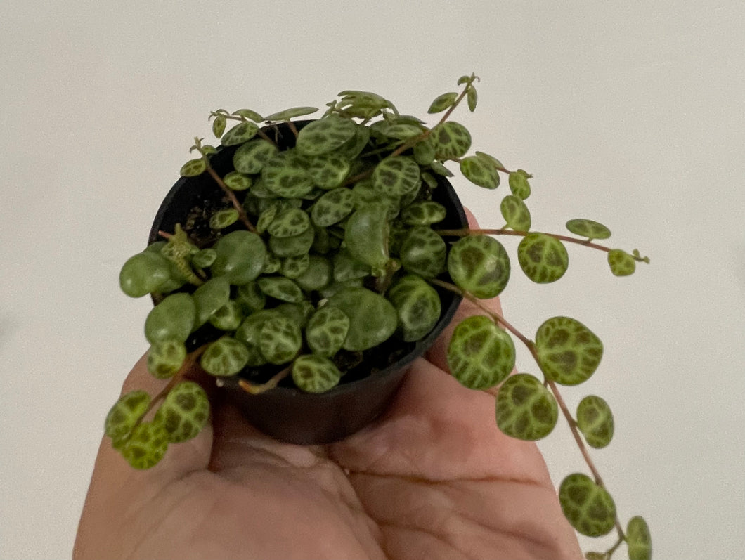 String of turtles in 7cm pot