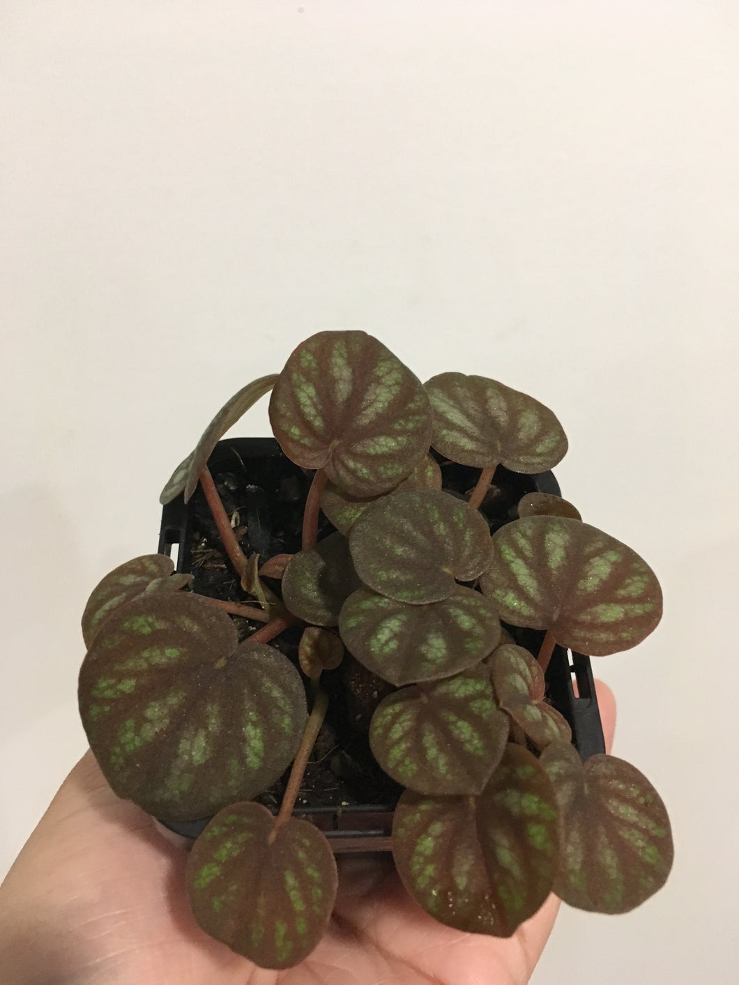 Peperomia peppermill in 7cm pot