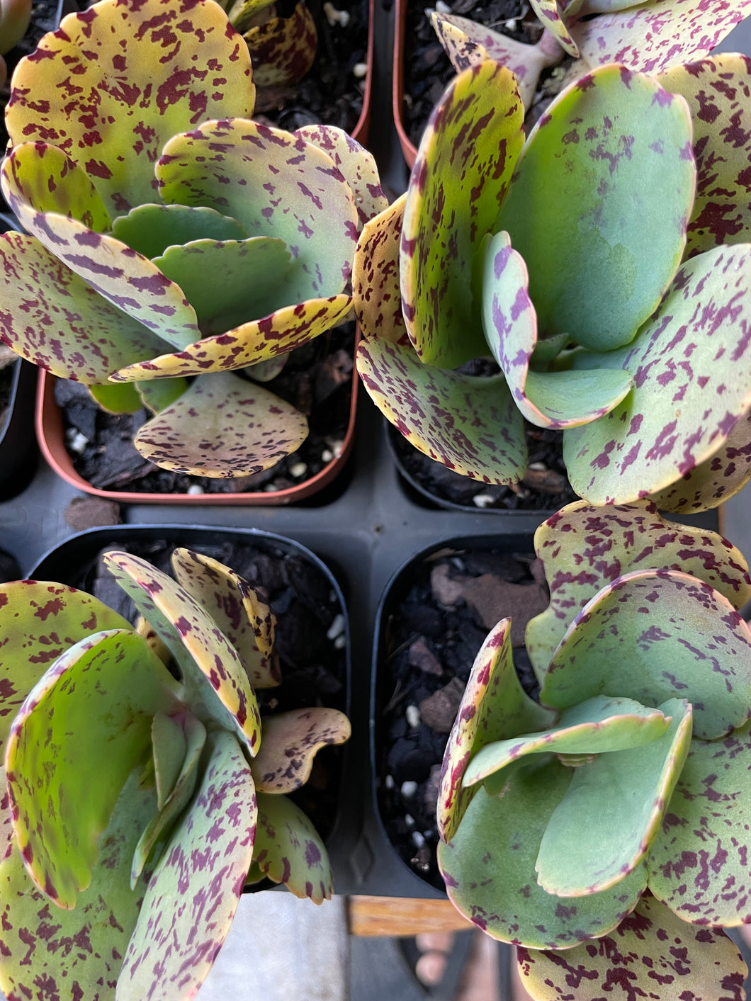 Kalanchoe marmorata in 7cm pot
