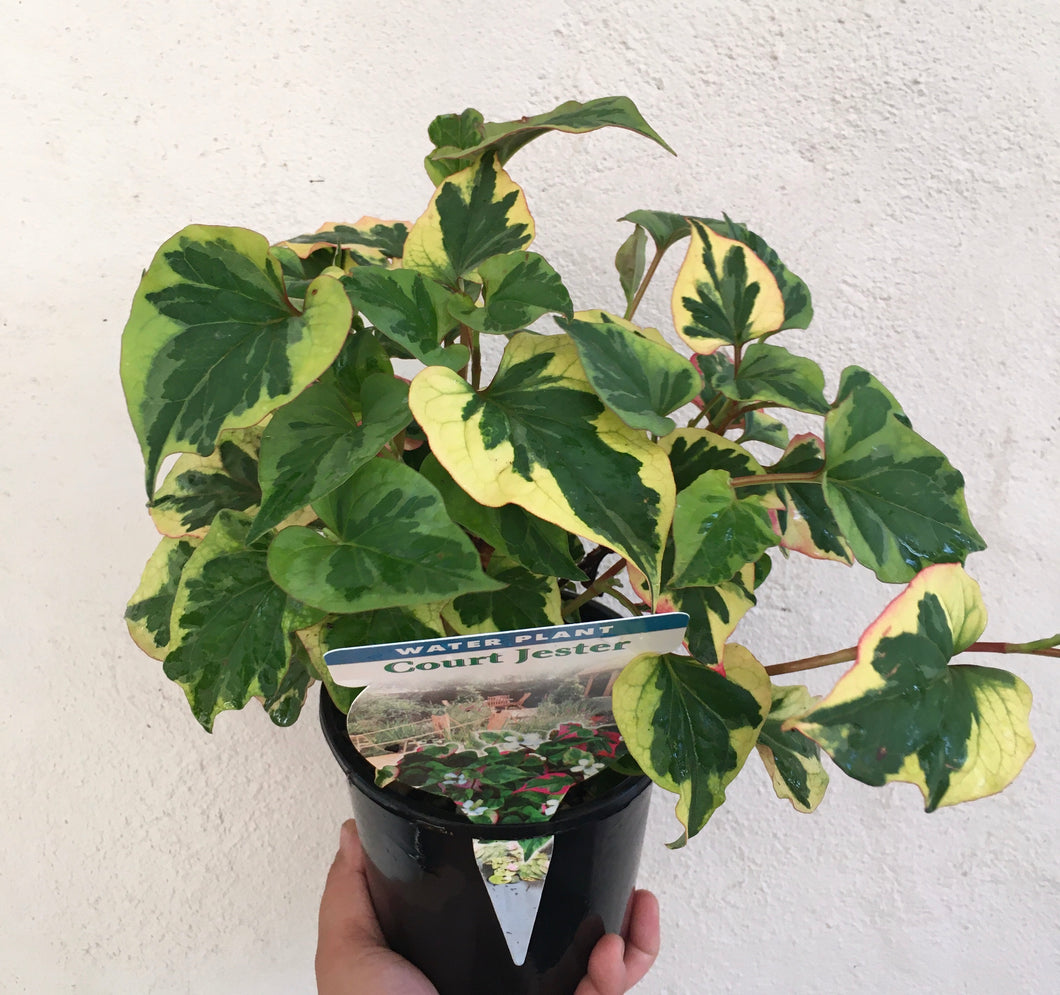 Water Plant - Court Jester in 14cm