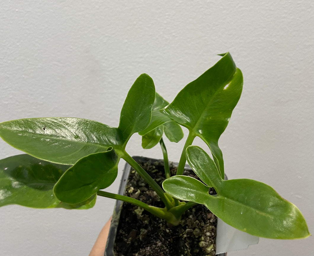 Philodendron nobel in 7.5cm pot
