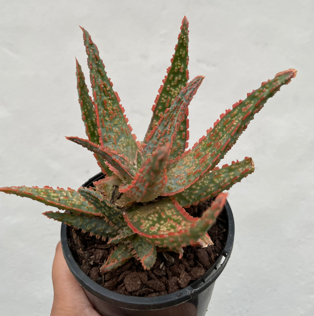 Aloe Christmas Carol in 10cm pot