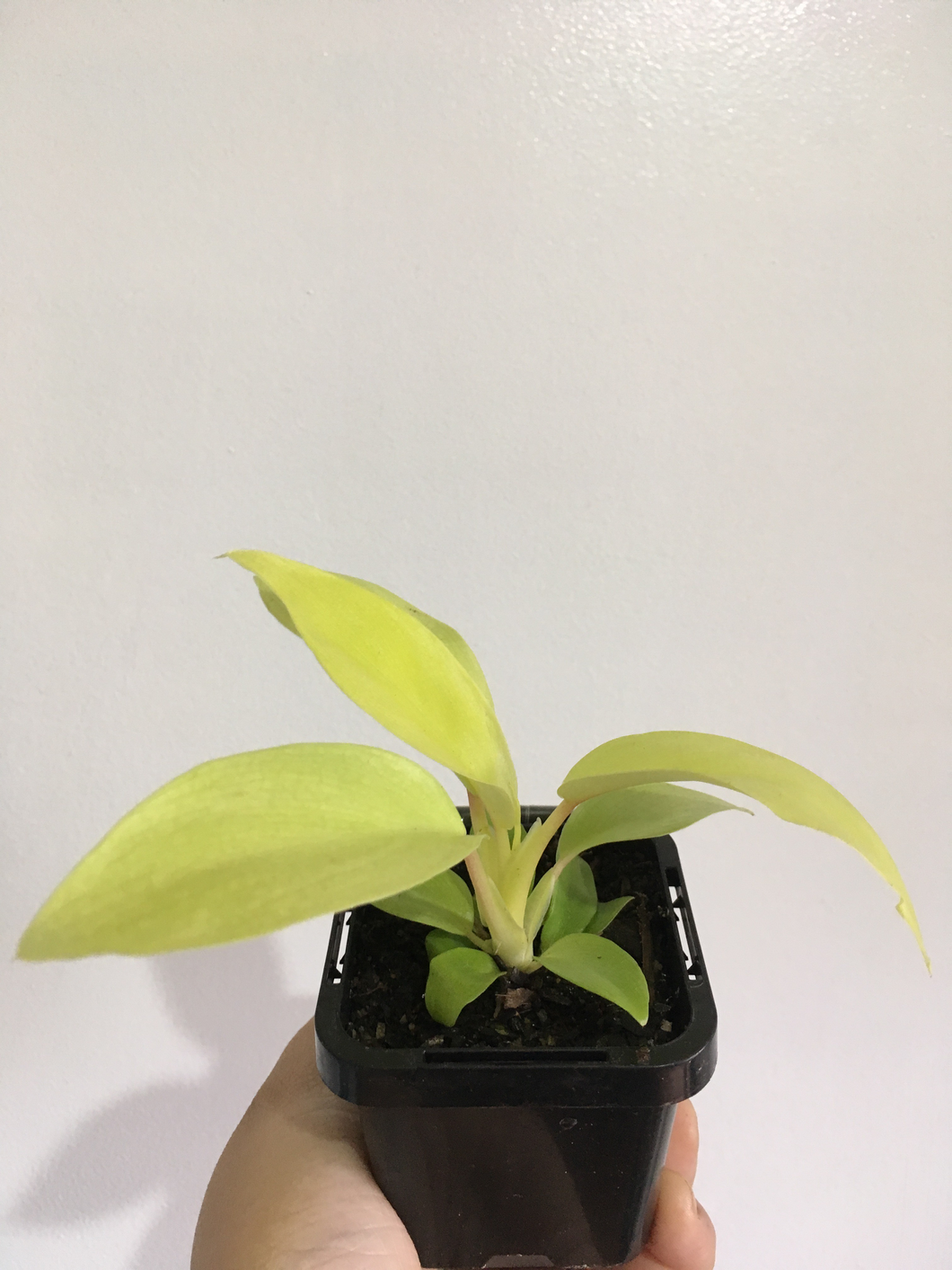 Philodendron Ceylon Beauty in 7cm pot