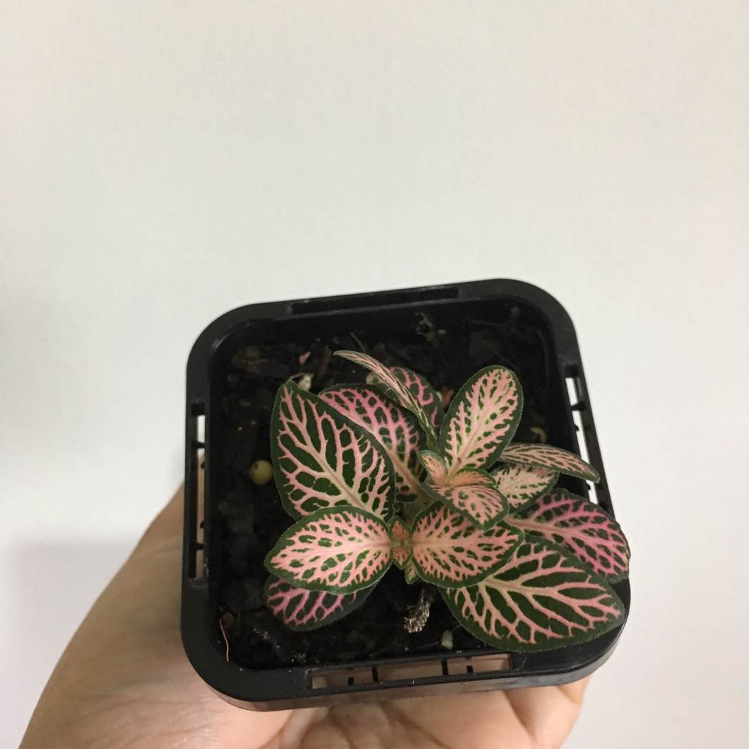 Fittonia Pink Lightning in 7cm pot